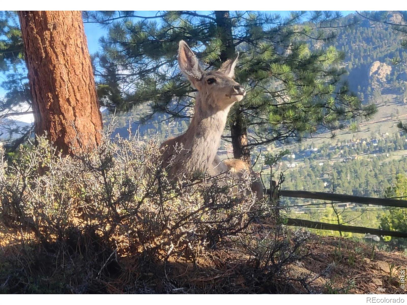 2709  Sunrise Court, estes park&nbsp; House Search MLS Picture