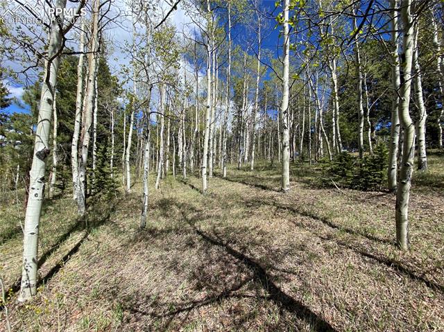 MLS Image for 845  Markus  ,Woodland Park, Colorado