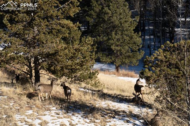 MLS Image for 1648 N Mountain Estates  ,Florissant, Colorado