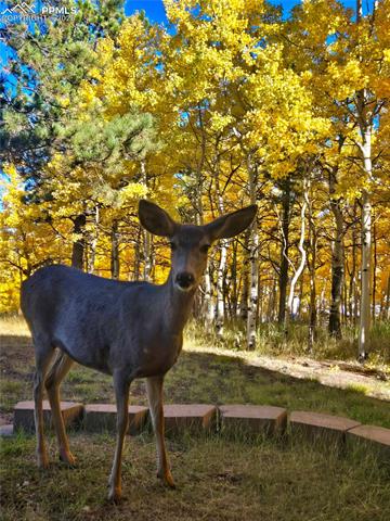 MLS Image for 162  Ridge Top  ,Divide, Colorado