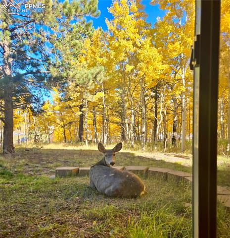 MLS Image for 162  Ridge Top  ,Divide, Colorado