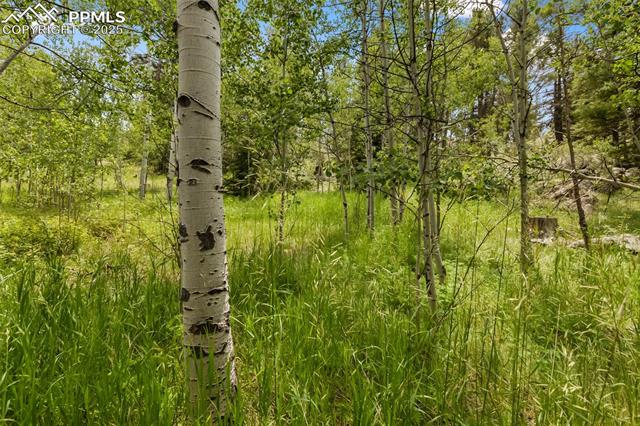MLS Image for 238  Forest  ,Florissant, Colorado