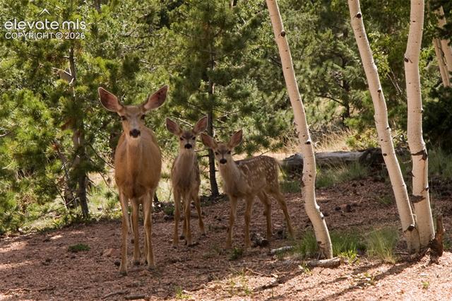 MLS Image for 131  Paradiso  ,Divide, Colorado
