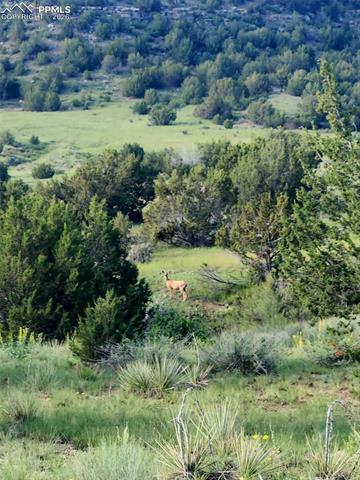 MLS Image for 7480  Red Creek Springs  ,Pueblo, Colorado