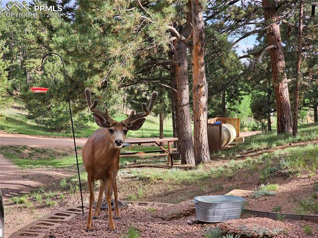 MLS Image for 1563  Southpark  ,Florissant, Colorado