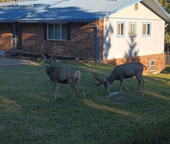 MLS Image for 175  Piney Point  ,Woodland Park, Colorado