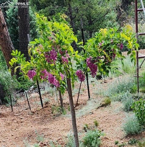 MLS Image for 714  Woodrock  ,Divide, Colorado