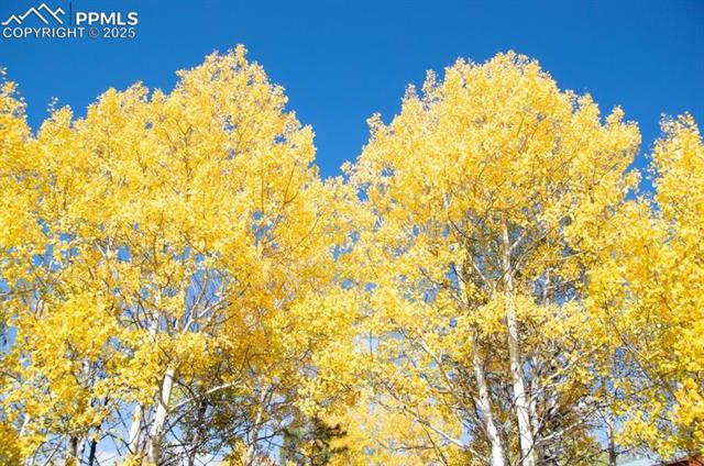 MLS Image for 79  Beaver Creek  ,Florissant, Colorado