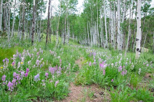 MLS Image for 79  Beaver Creek  ,Florissant, Colorado