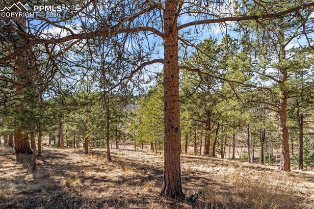 MLS Image for 487  Maroon Lake  ,Divide, Colorado