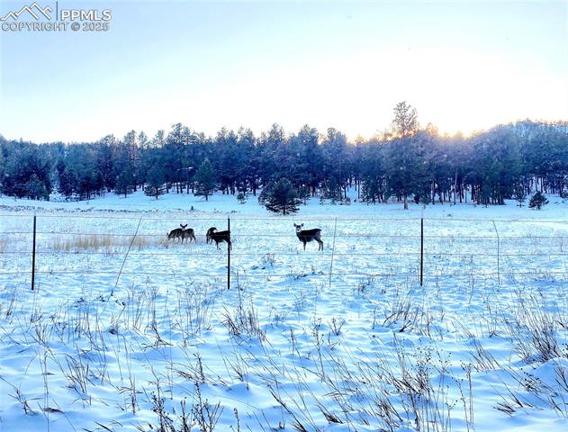 MLS Image for 182  Sioux  ,Florissant, Colorado