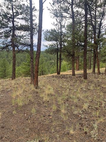 MLS Image for 110  Wallace  ,Florissant, Colorado