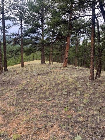 MLS Image for 110  Wallace  ,Florissant, Colorado