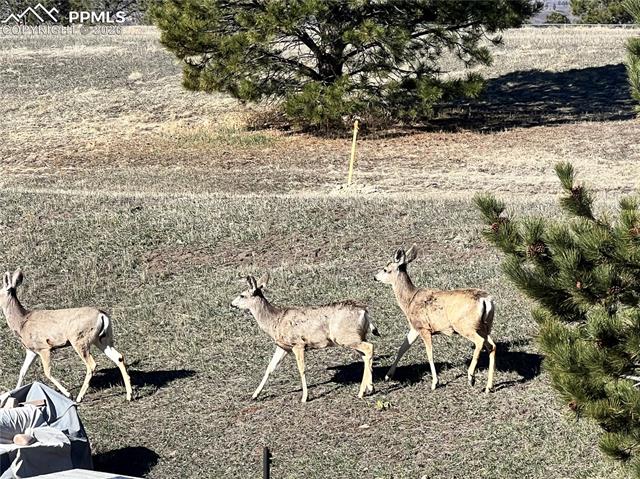 MLS Image for 1682  Deer Creek   ,Monument, Colorado