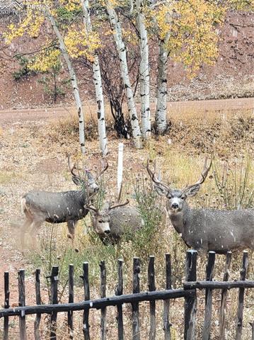 MLS Image for 325  Willow  ,Divide, Colorado