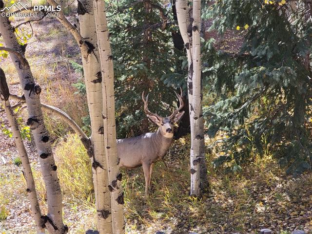 MLS Image for 325  Willow  ,Divide, Colorado
