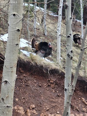 MLS Image for 325  Willow  ,Divide, Colorado