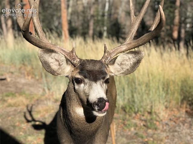 MLS Image for 355  Maroon Lake  ,Divide, Colorado
