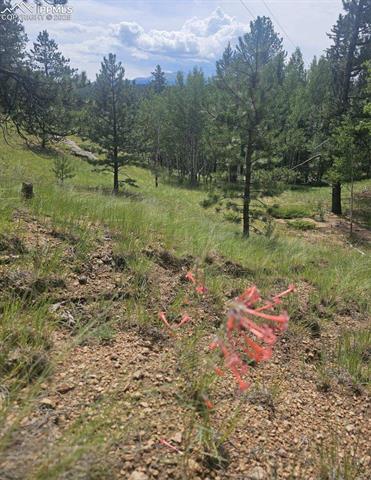 MLS Image for 493  Lost Lake  ,Divide, Colorado