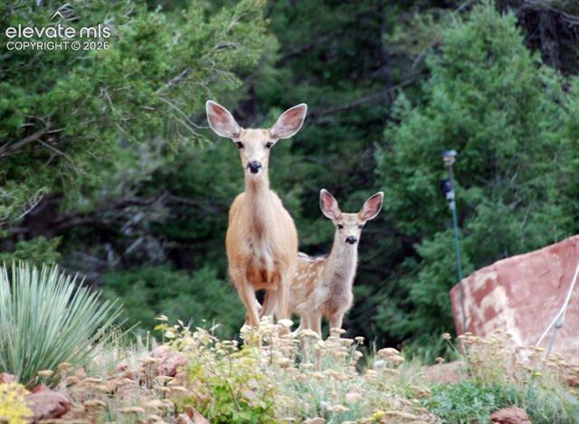 MLS Image for 13035  Deer Ridge  ,Larkspur, Colorado