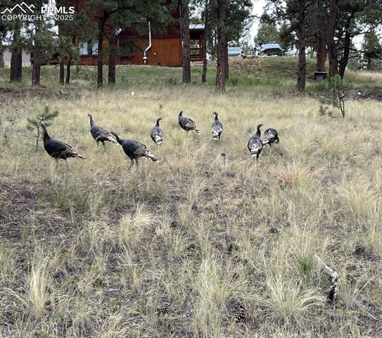 MLS Image for 24  Antero  ,Florissant, Colorado