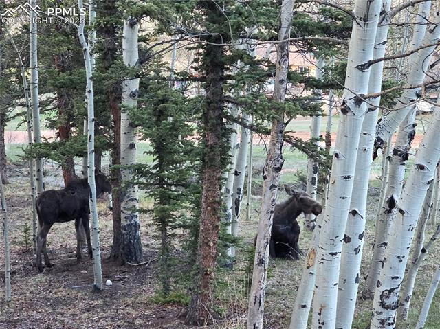 MLS Image for 50  Worley  ,Divide, Colorado