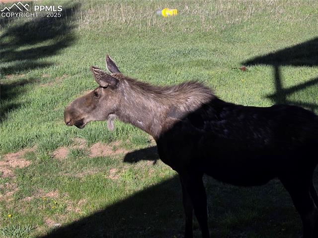 MLS Image for 50  Worley  ,Divide, Colorado