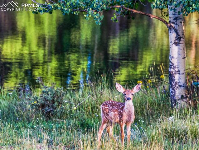 MLS Image for 847  Ridge  ,Divide, Colorado