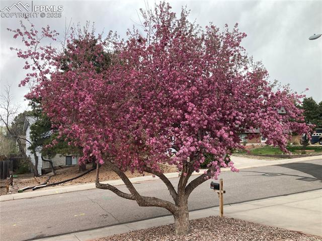 MLS Image for 2967 N Roche  ,Colorado Springs, Colorado