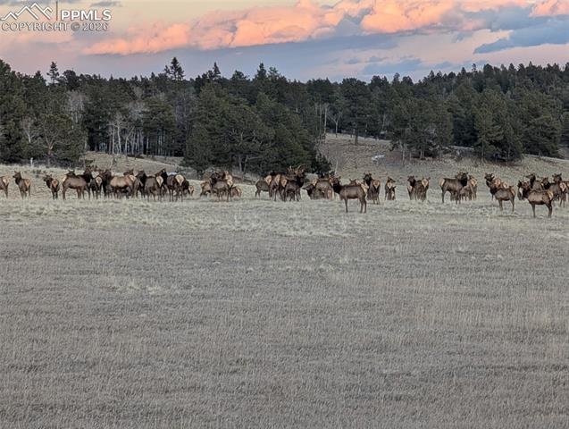 MLS Image for 284  County Road 511  ,Divide, Colorado