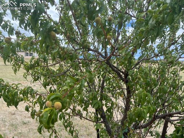 MLS Image for 14870  Pamela  ,Peyton, Colorado