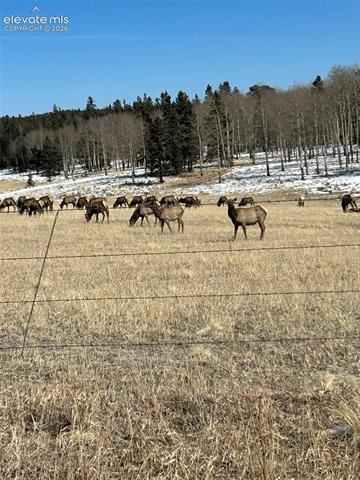 MLS Image for 45  Valley  ,Divide, Colorado