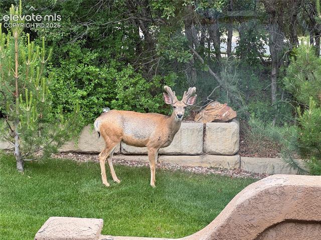 MLS Image for 4716  Julliard  ,Colorado Springs, Colorado