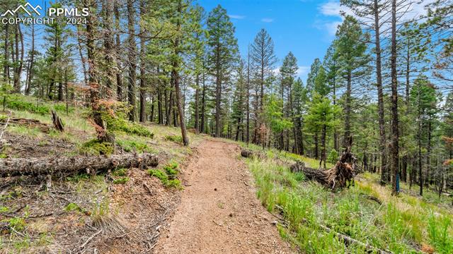 MLS Image for 900  Beaver Creek  ,Florissant, Colorado