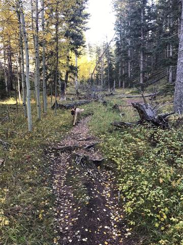 MLS Image for 74  Buckskin  ,Florissant, Colorado