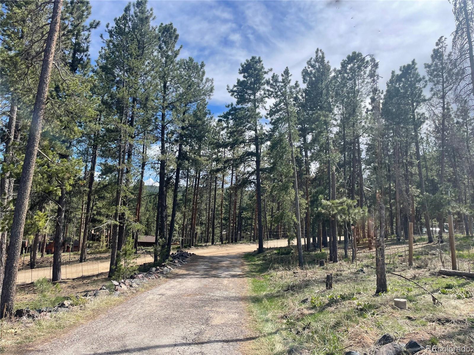conifer  House Search Picture