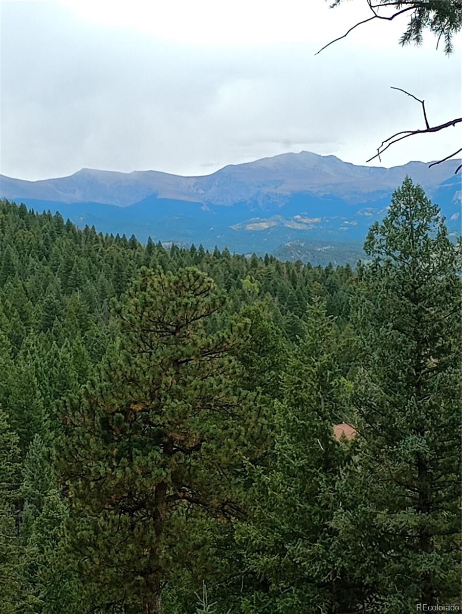 evergreen  House Search Picture