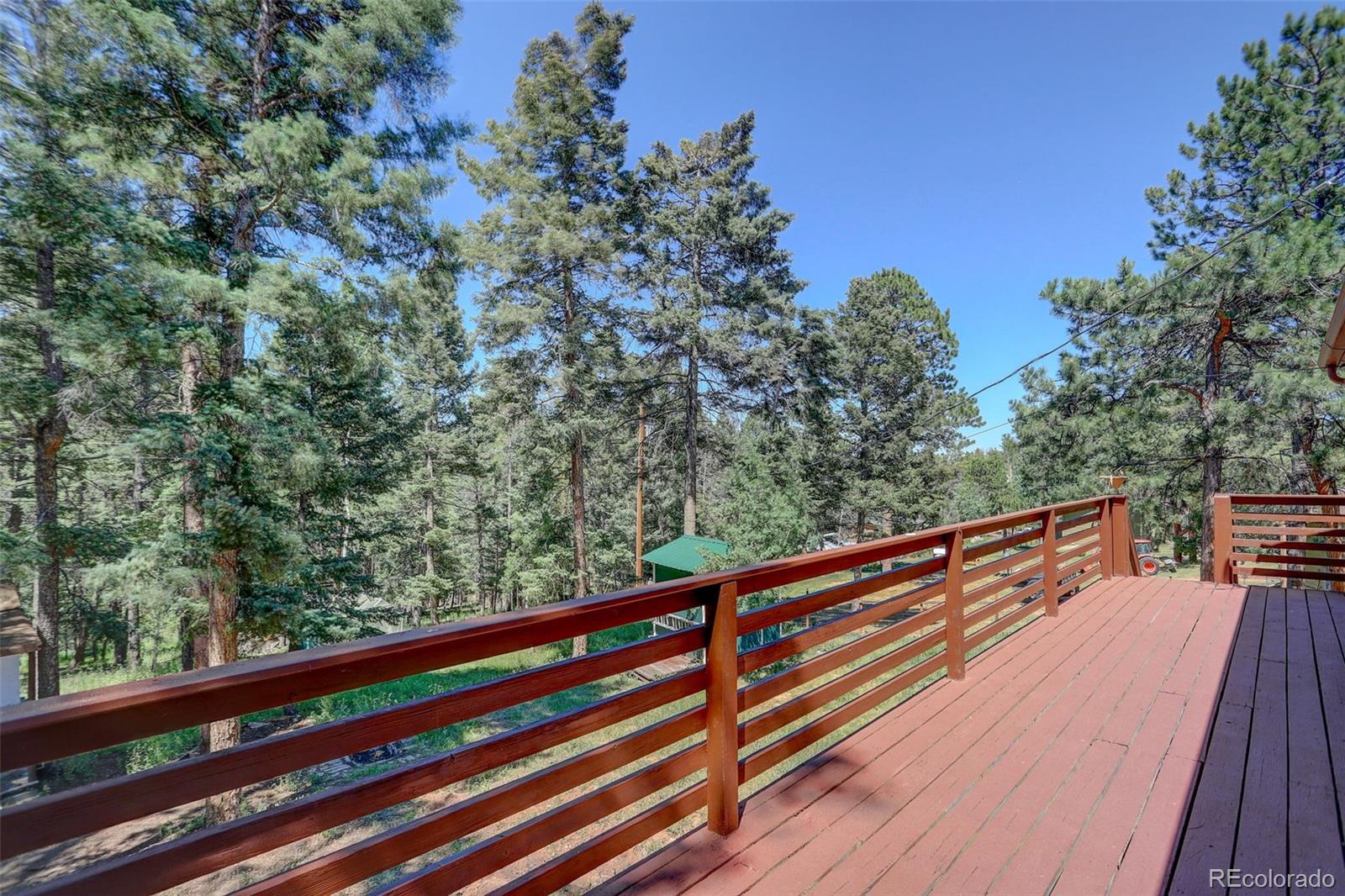 conifer  House Search Picture