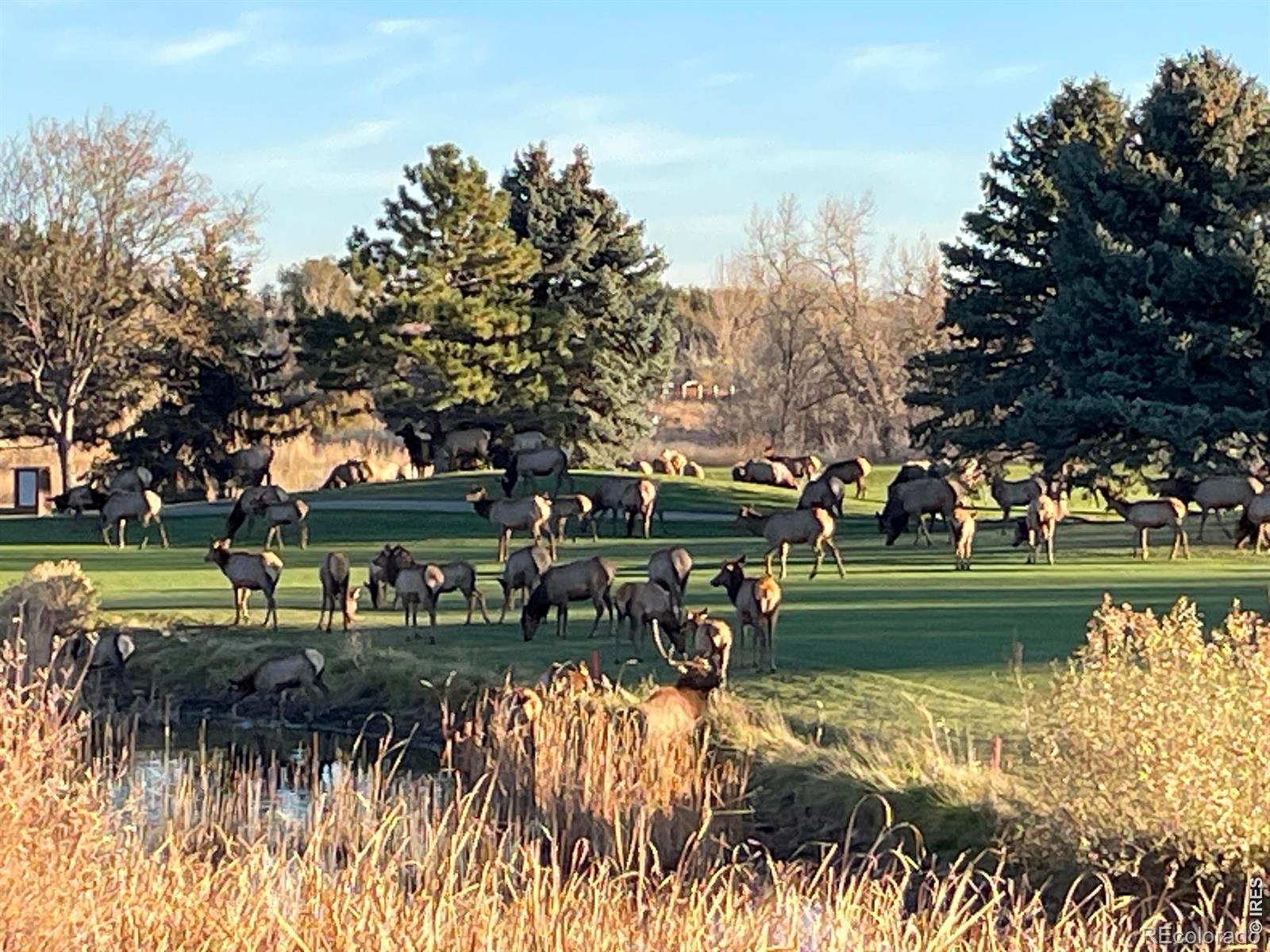 4339  Golf Vista Drive, loveland&nbsp; House Search MLS Picture