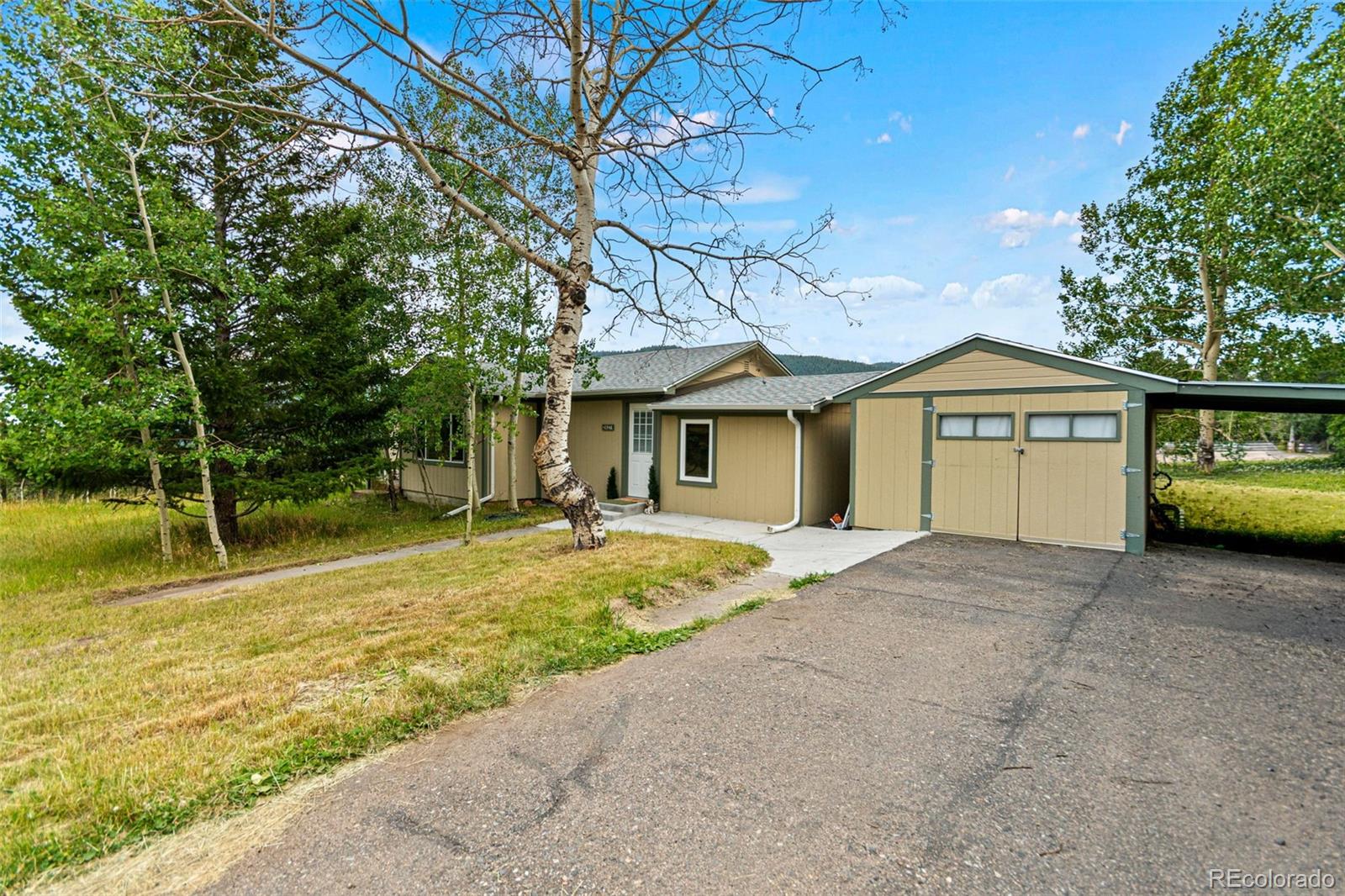conifer&nbsp; House Search Picture