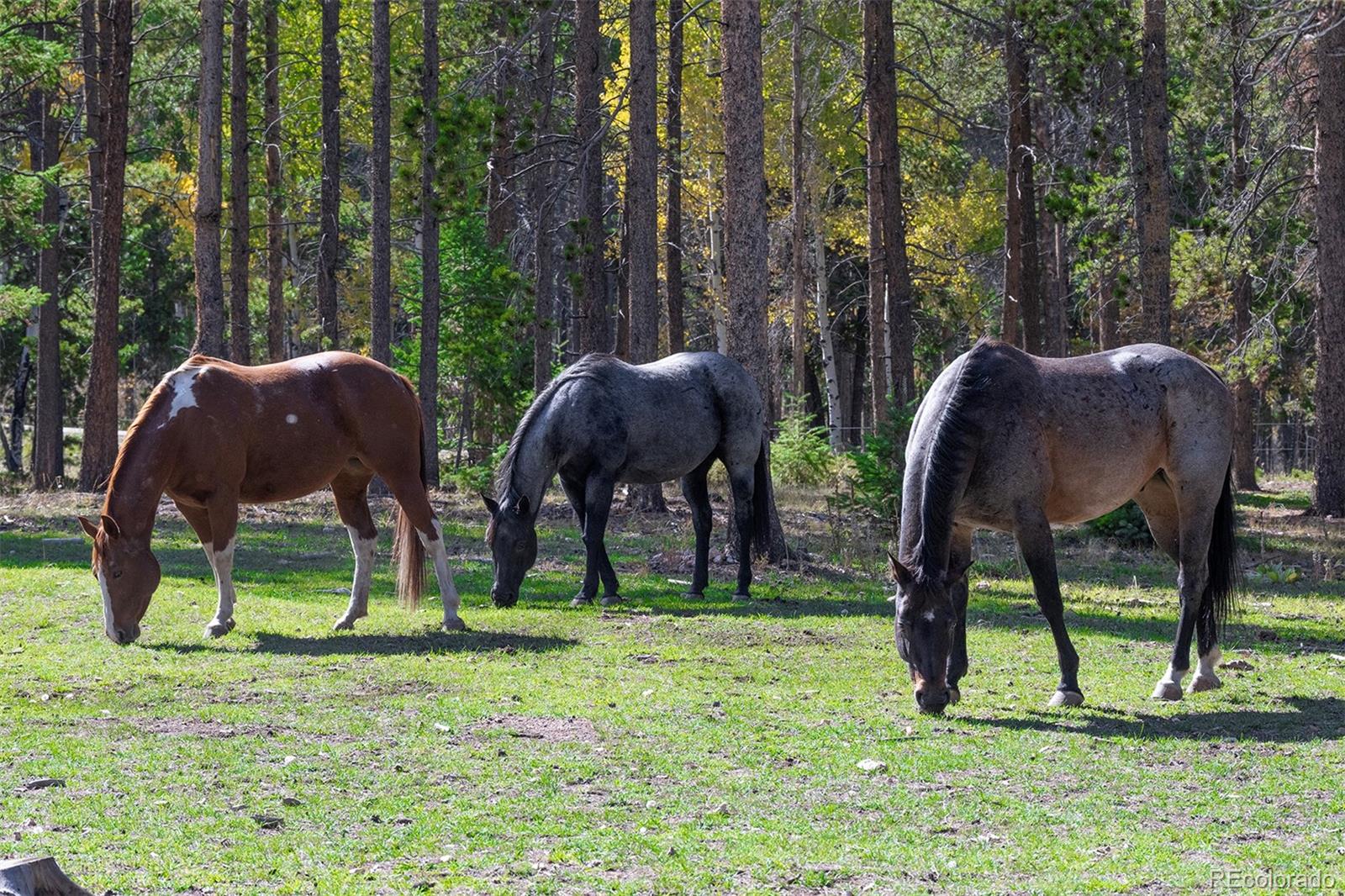 conifer&nbsp; Horse Properties Search Picture