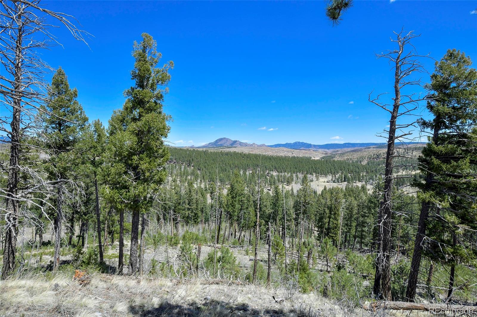 MLS Image #1 for 10350  trail creek road,divide, Colorado