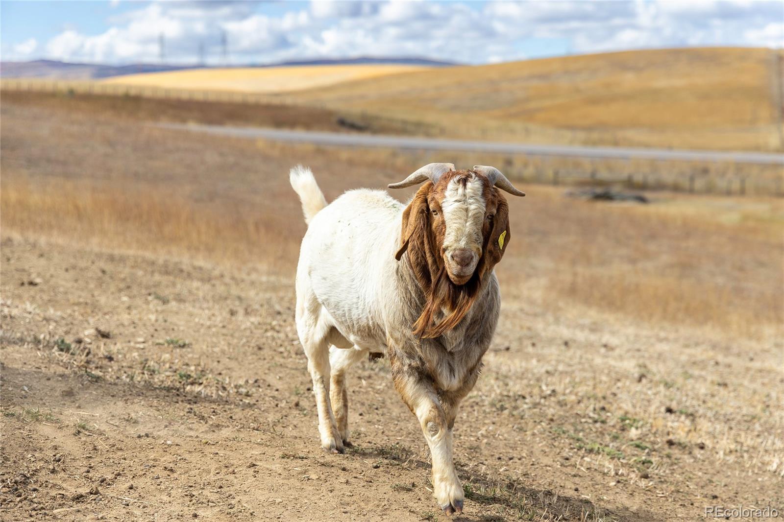 MLS Image #25 for 36180  county road 27 ,hayden, Colorado