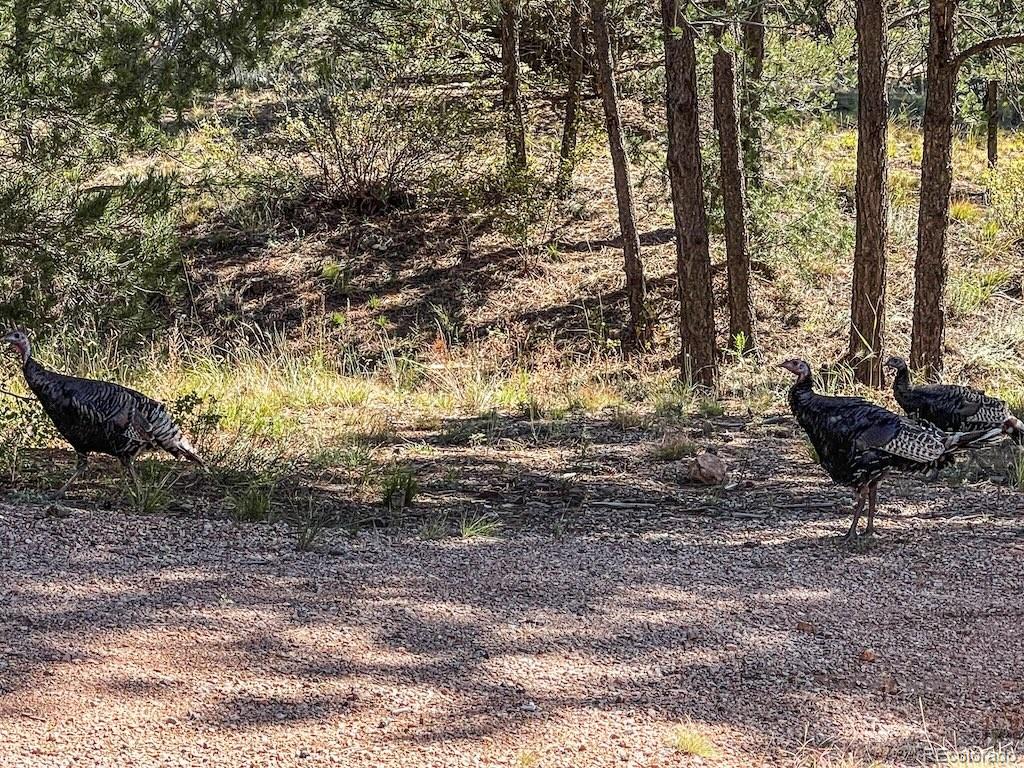 MLS Image #18 for 594  texas creek lane,cotopaxi, Colorado