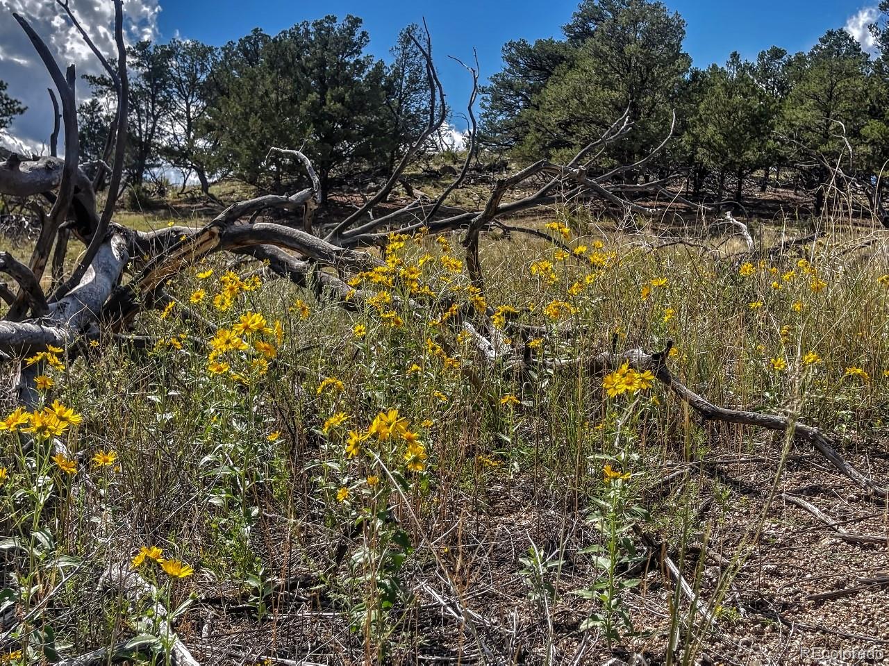 MLS Image #28 for 488  31st trail - 2.59 ac ,texas creek, Colorado