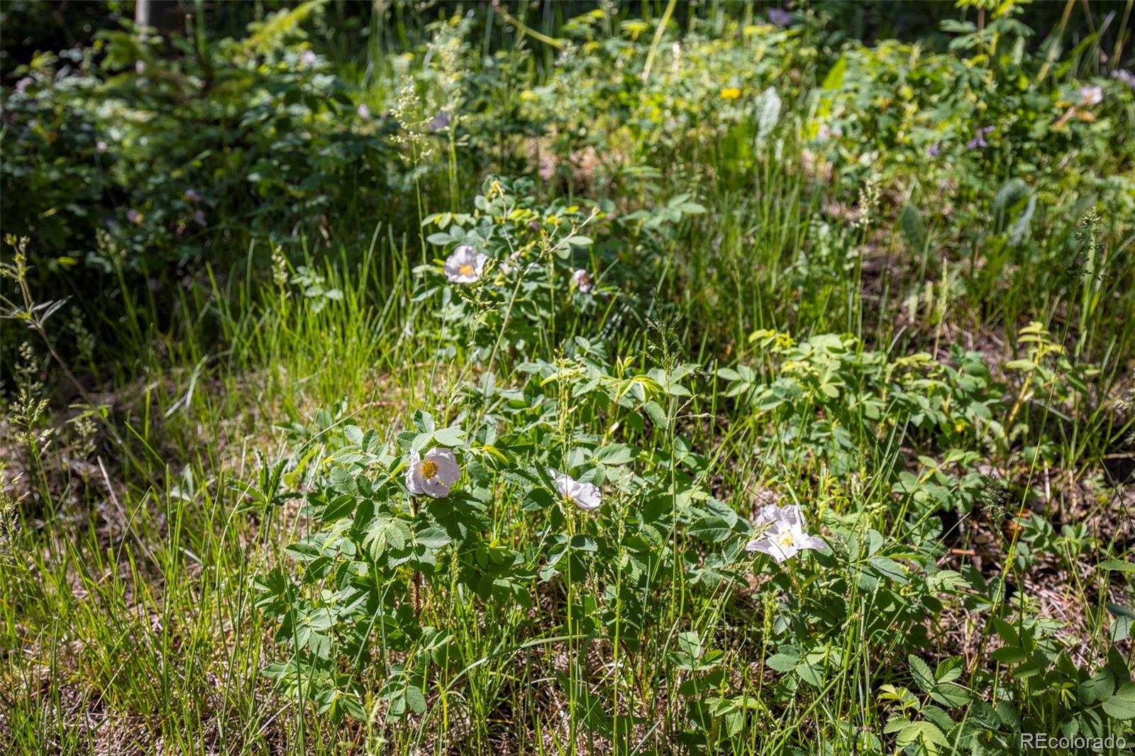 MLS Image #22 for 1557  county road 5 ,fraser, Colorado