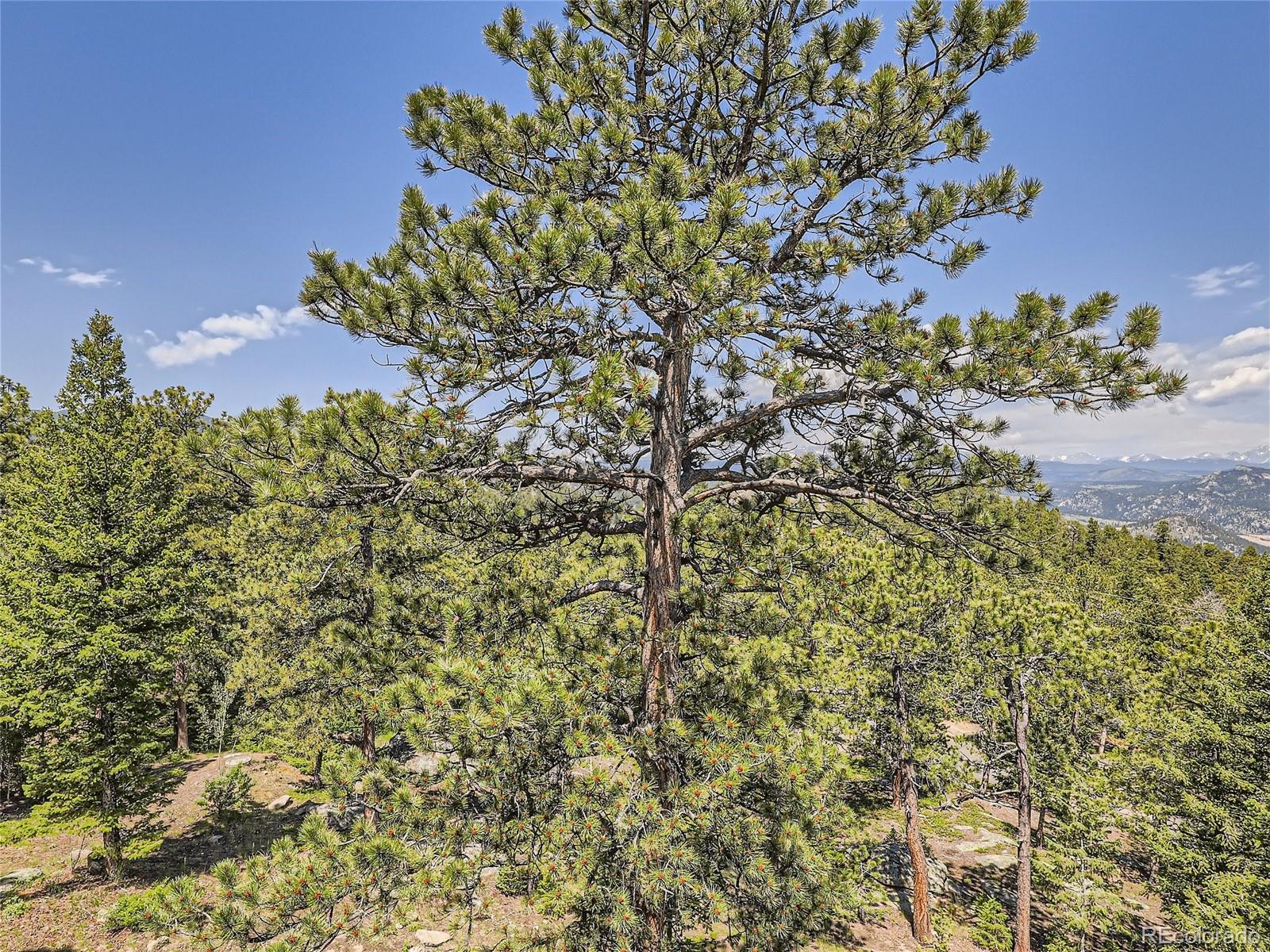 MLS Image #38 for 12002  spruce canyon circle,golden, Colorado