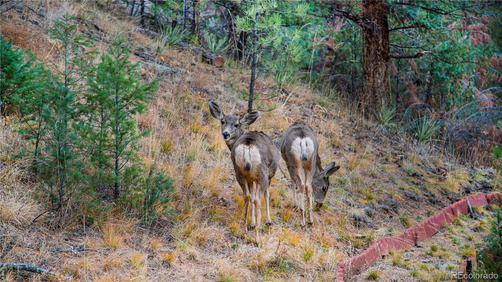 MLS Image #39 for 15925 s elk creek road,pine, Colorado