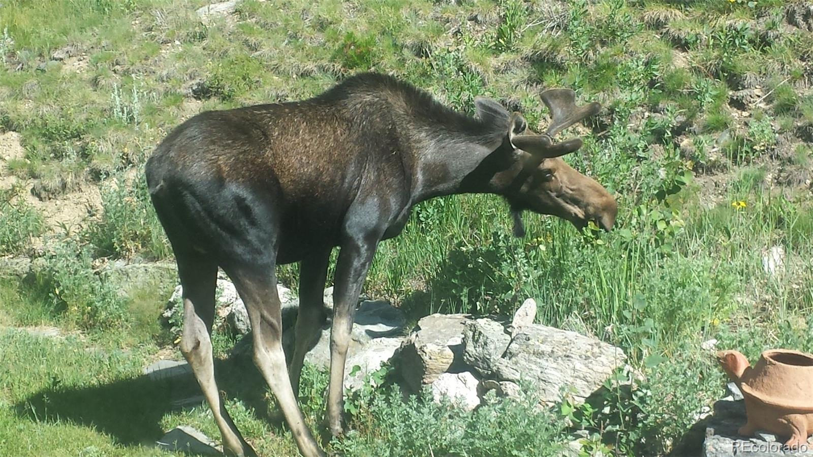 CMA Image for 76  Squaw Mtn Trail,Idaho Springs, Colorado