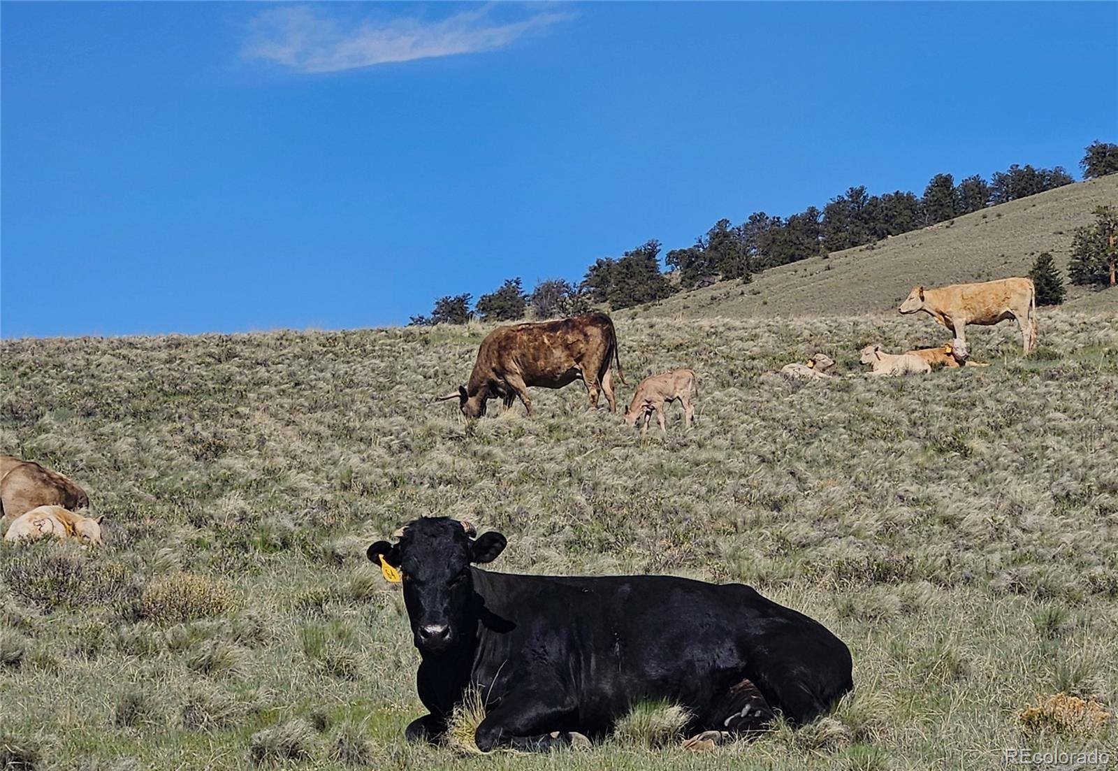 MLS Image #17 for 745  bar d road,como, Colorado